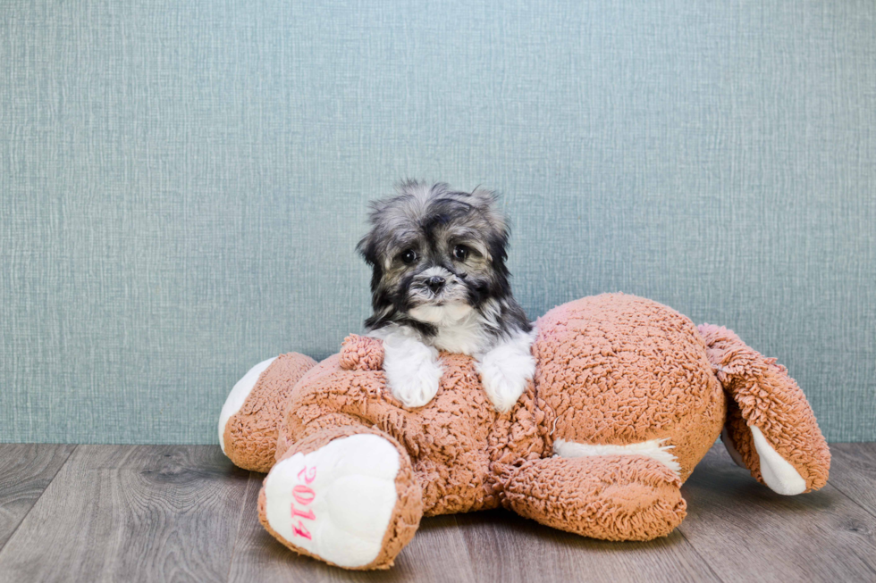 Best Havanese Baby