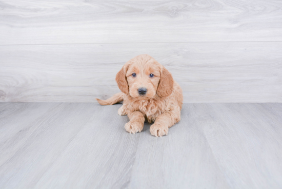 Mini Goldendoodle Puppy for Adoption