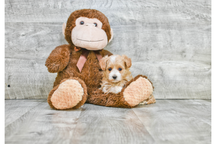 Hypoallergenic Maltese Poodle Poodle Mix Puppy