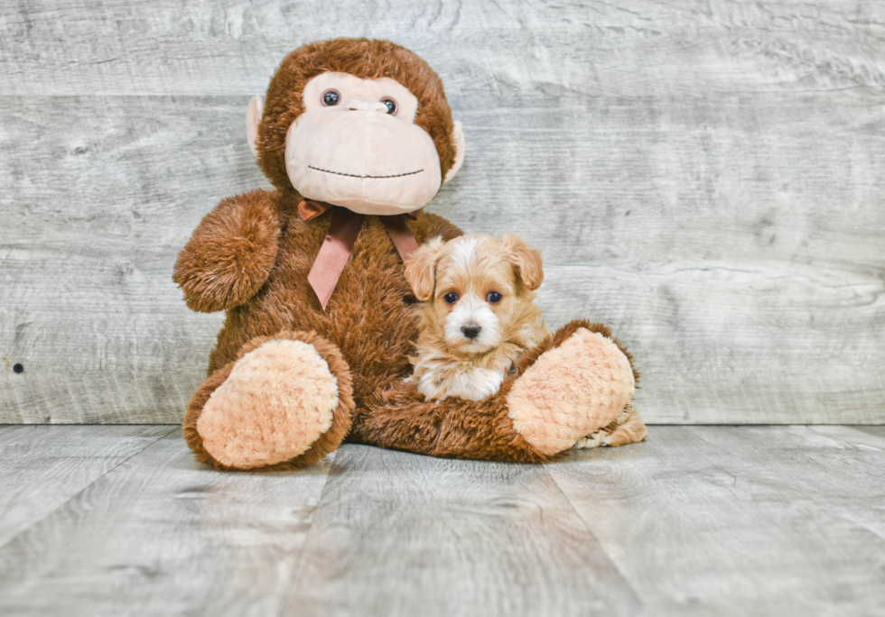 Hypoallergenic Maltese Poodle Poodle Mix Puppy