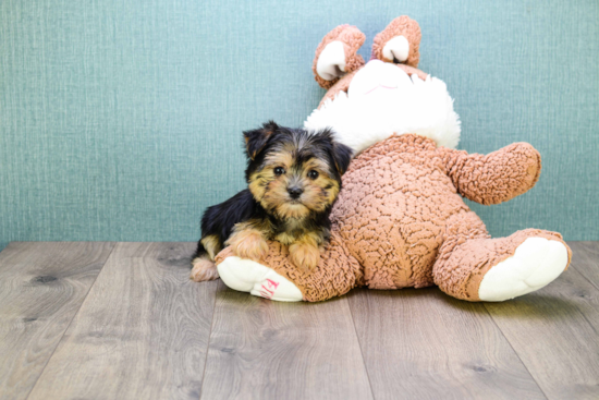 Morkie Puppy for Adoption