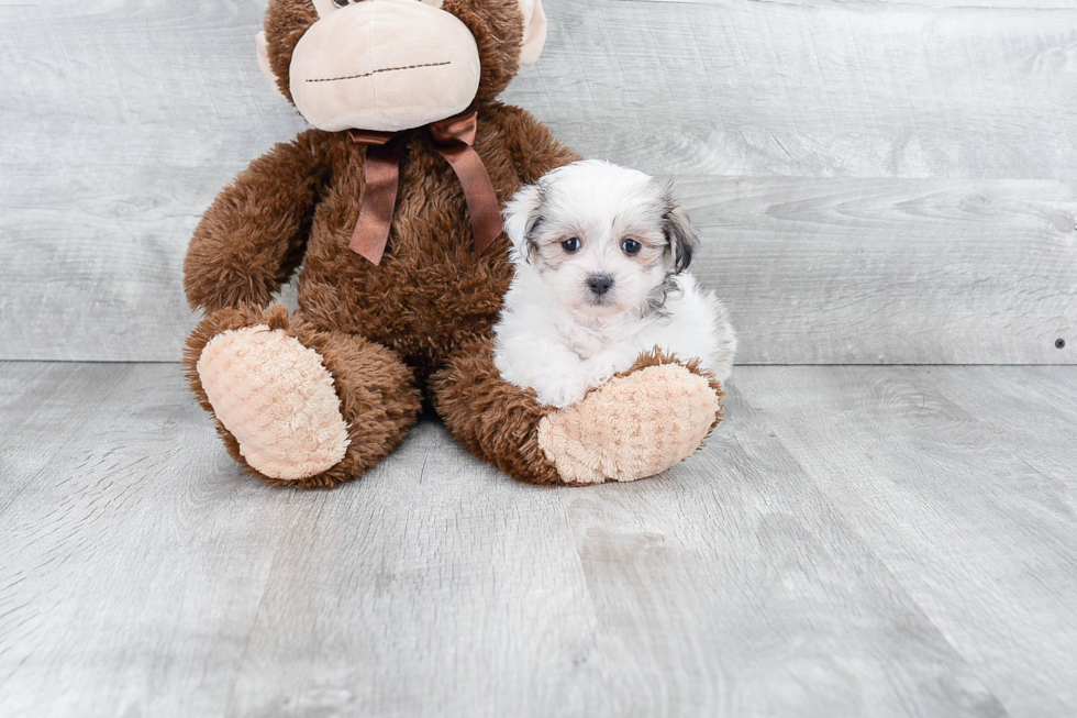 Best Teddy Bear Baby