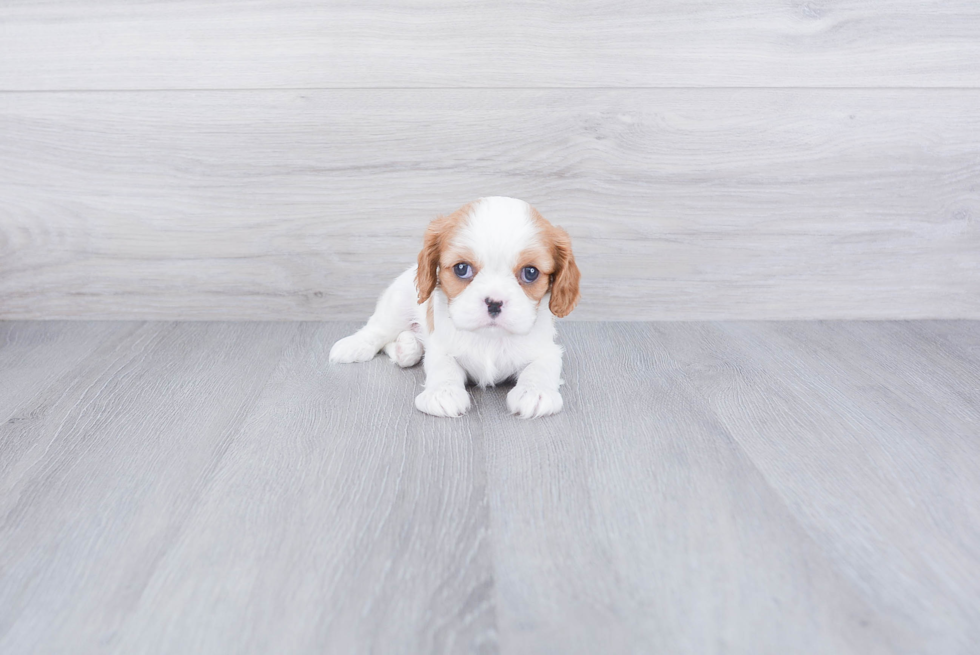 Cavalier King Charles Spaniel Puppy for Adoption