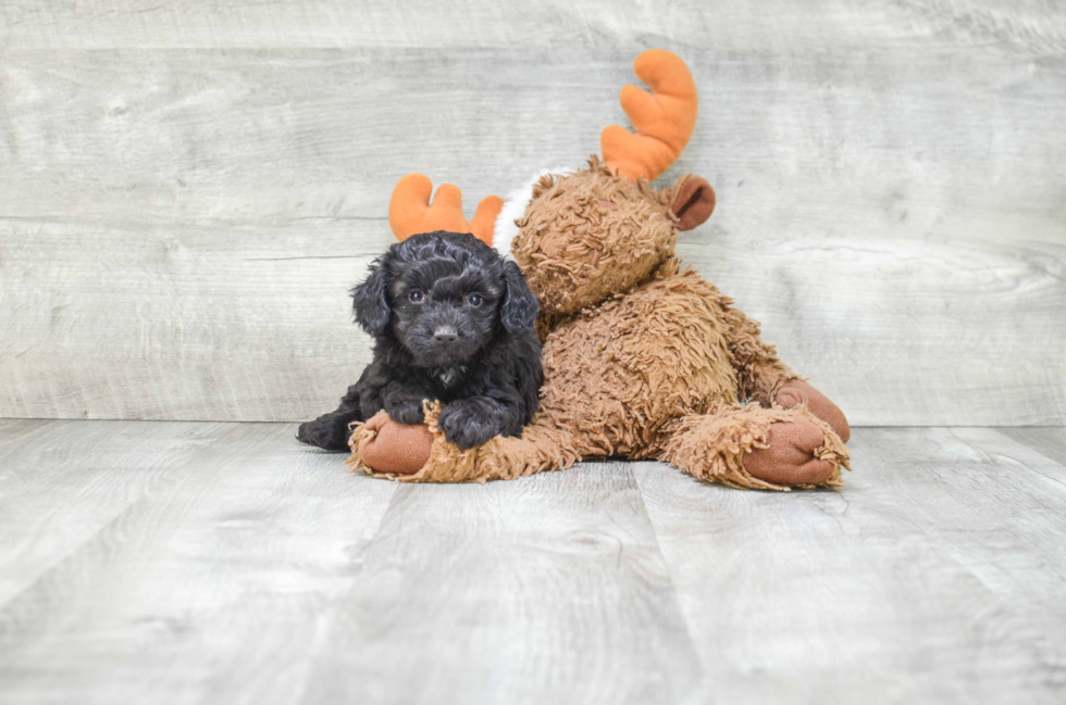 Popular Mini Aussiedoodle Poodle Mix Pup