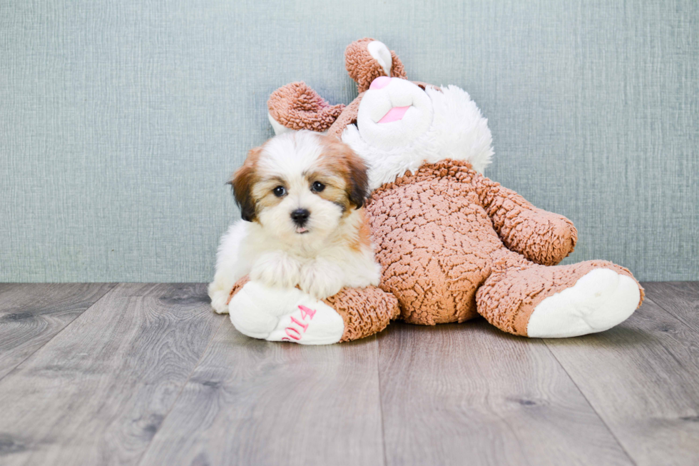 Fluffy Teddy Bear Designer Pup