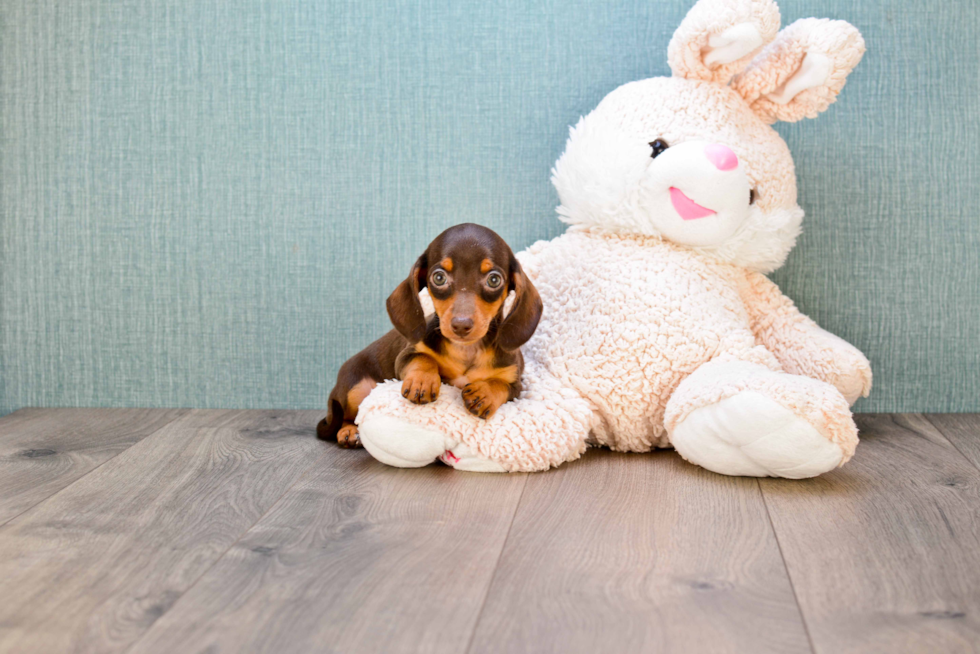 Cute Dachshund Purebred Puppy