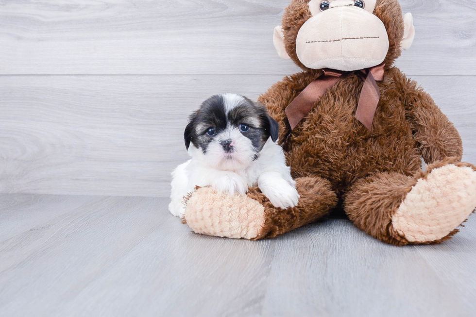 Petite Teddy Bear Designer Pup