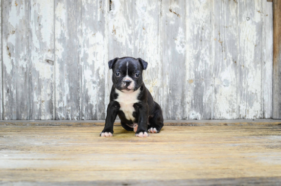 Cute Boston Terrier Purebred Puppy