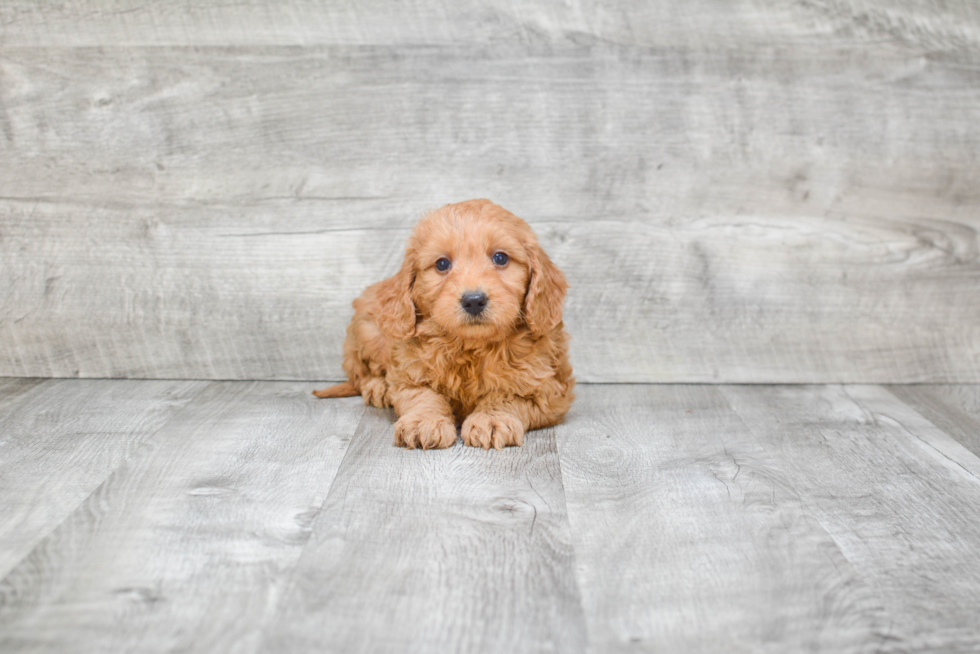 Cute Mini Goldendoodle Baby