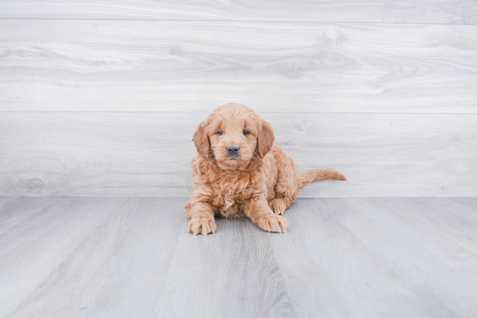 Mini Goldendoodle Pup Being Cute