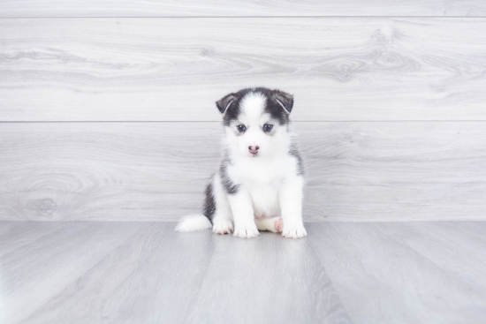 Adorable Mini Husky Designer Puppy