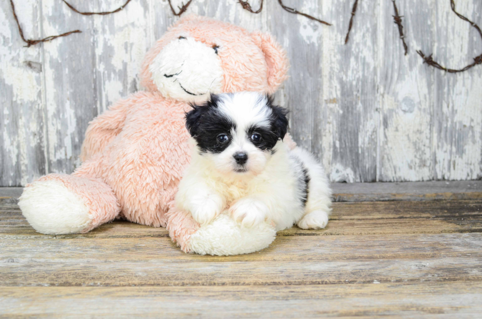 Teddy Bear Pup Being Cute