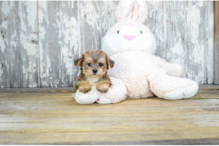 Cute Morkie Baby