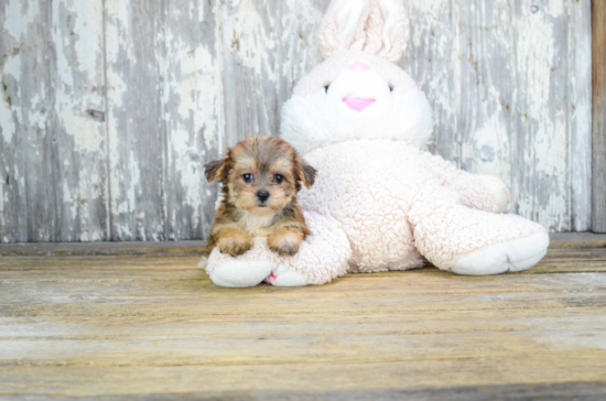 Cute Morkie Baby