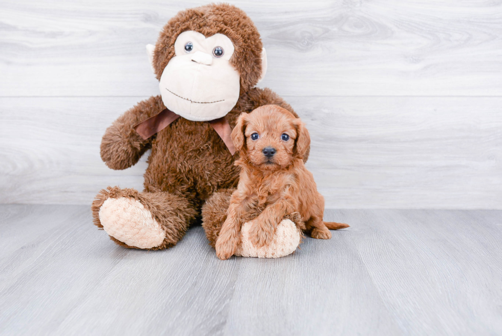 Best Cavapoo Baby