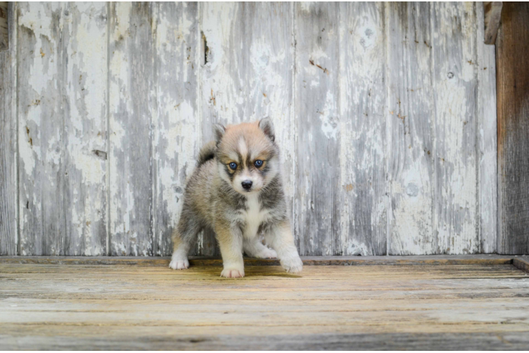 Best Pomsky Baby