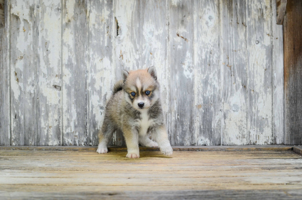 Best Pomsky Baby