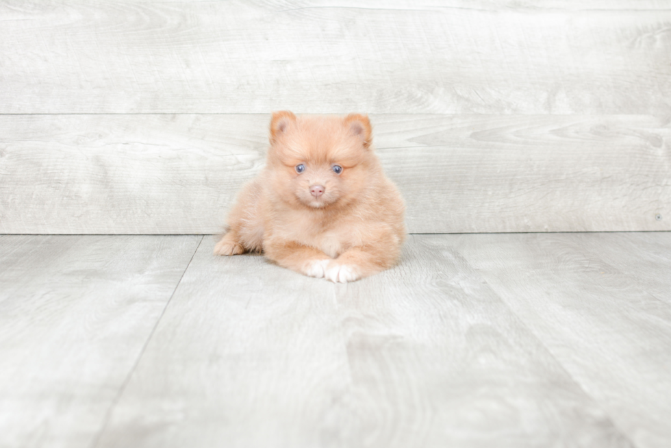 Pomeranian Puppy for Adoption