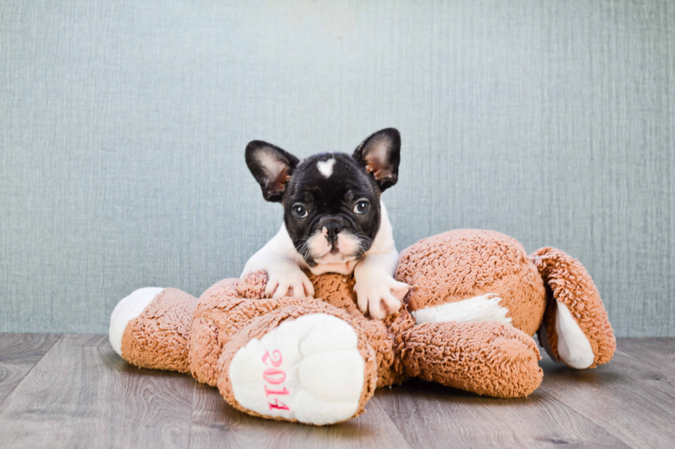 French Bulldog Puppy for Adoption