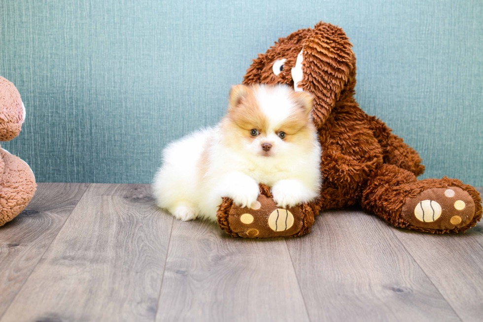 Small Pomeranian Purebred Pup