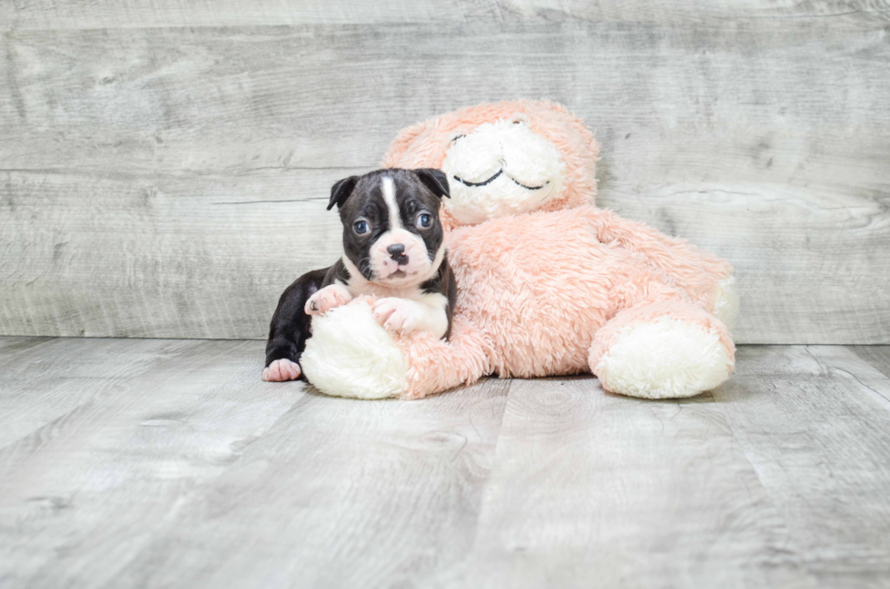 Hypoallergenic Boston Terrier Baby