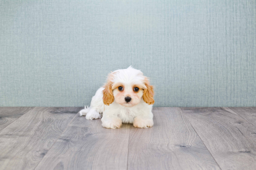 Little Cavalier Designer Puppy