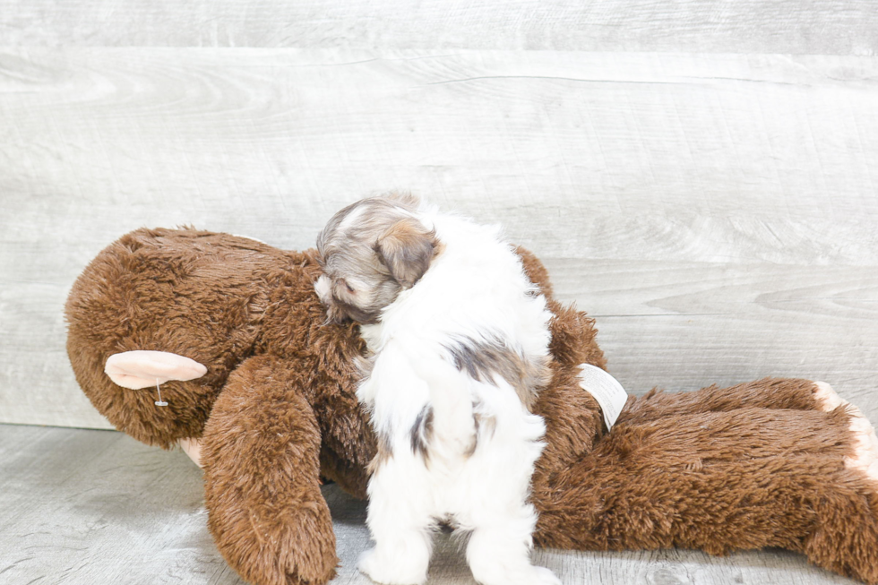 Hypoallergenic Havanese Baby