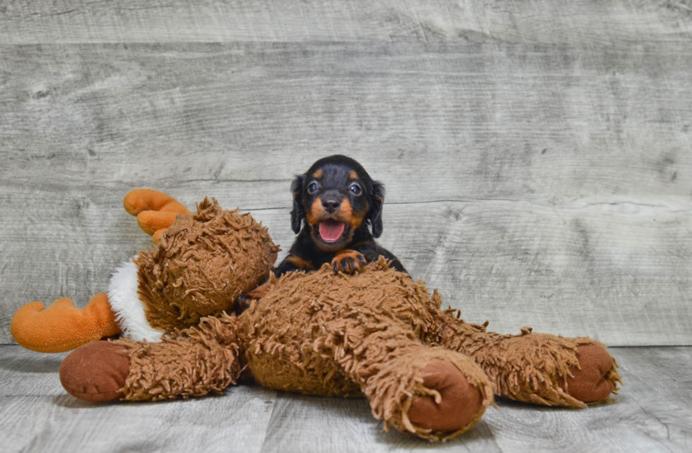 Dachshund Pup Being Cute