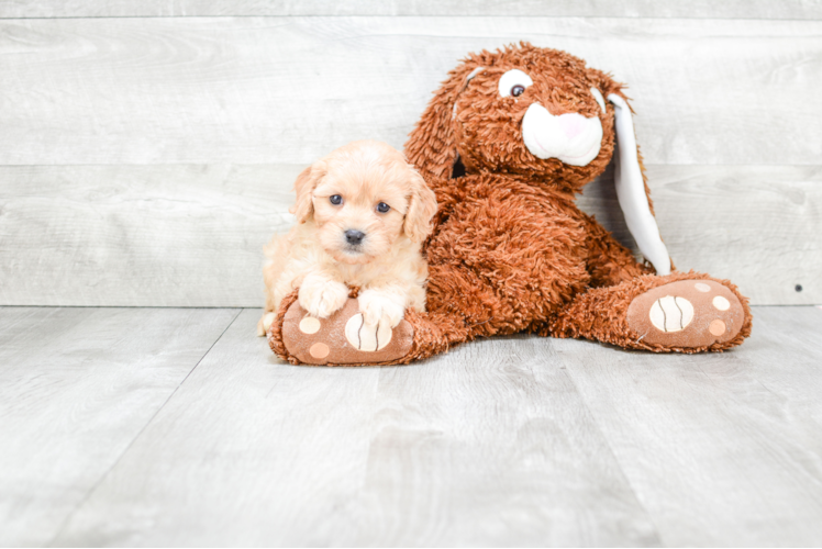 Best Cavachon Baby