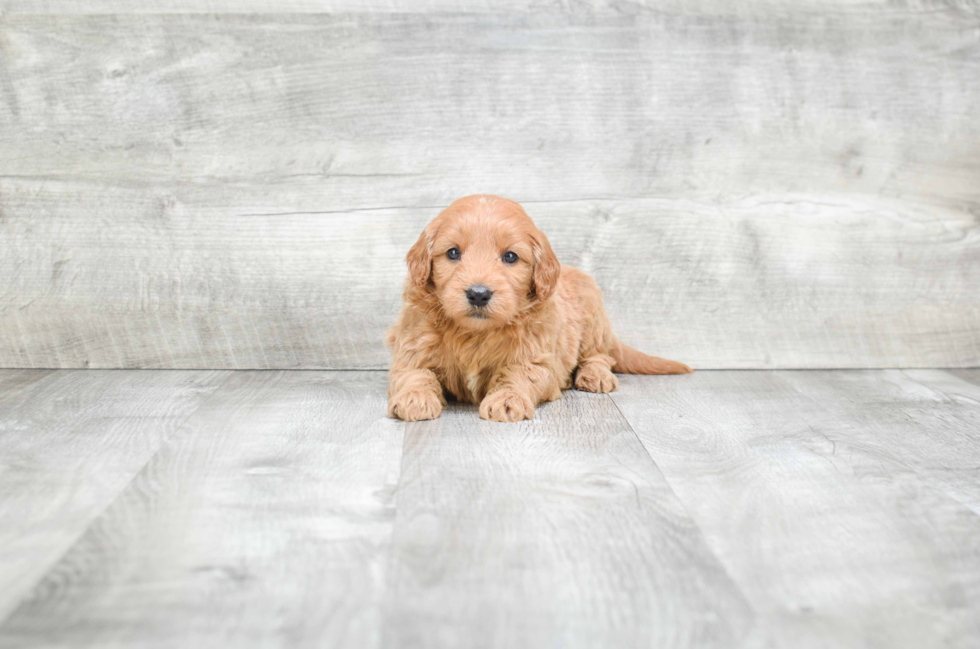 Smart Mini Goldendoodle Poodle Mix Pup