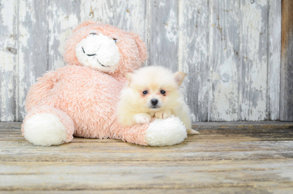 Popular Pomeranian Purebred Pup