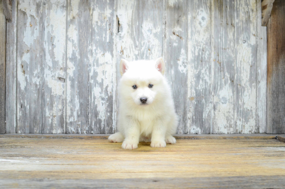 Fluffy Pomsky Designer Pup