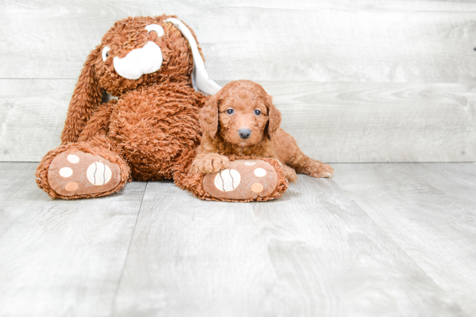 Mini Goldendoodle Puppy for Adoption