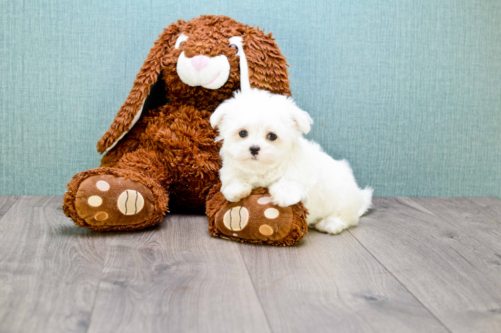 Maltese Puppy for Adoption