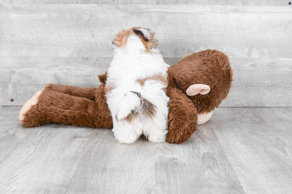 Best Teddy Bear Baby
