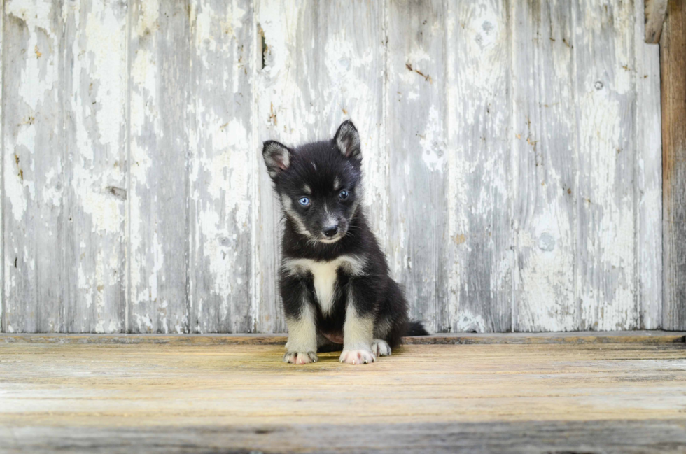 Best Pomsky Baby