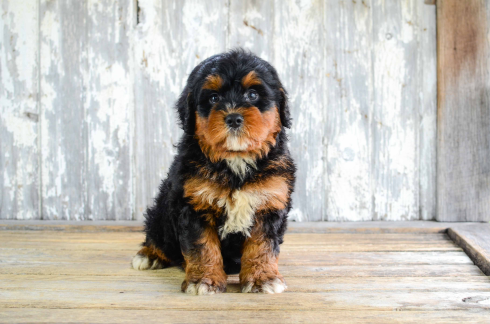 Friendly Mini Bernedoodle Baby