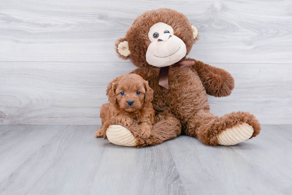 Cavapoo Pup Being Cute