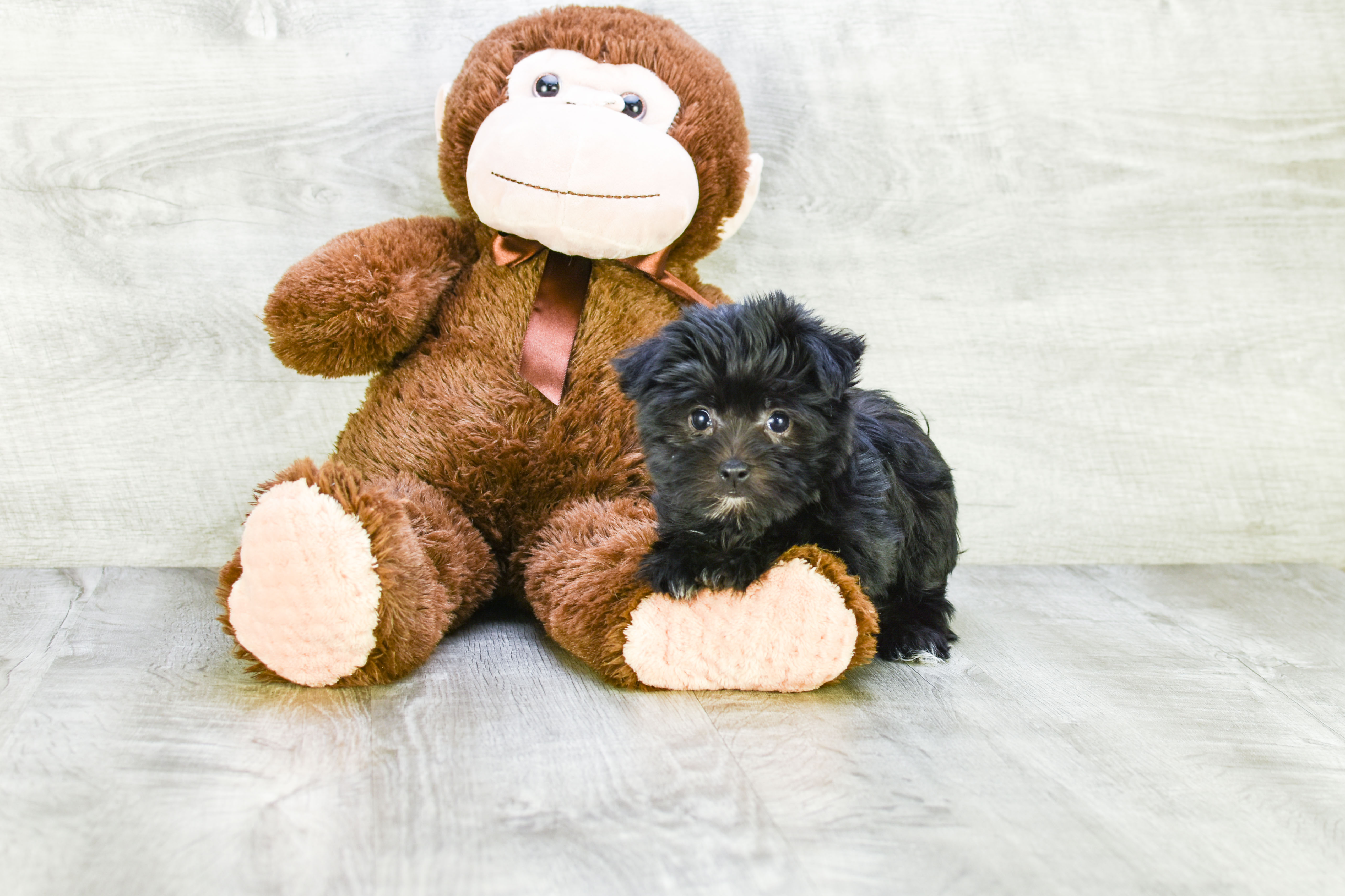 Best Morkie Baby