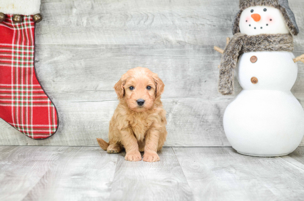 Hypoallergenic Golden Retriever Poodle Mix Puppy