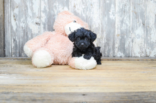 Yorkie Poo Pup Being Cute