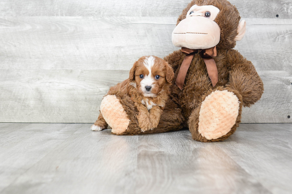 Happy Cavapoo Baby