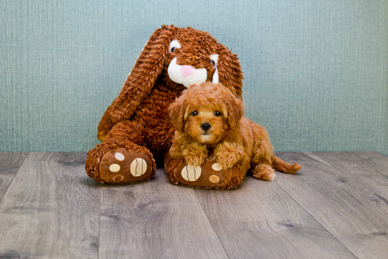 Best Cavapoo Baby