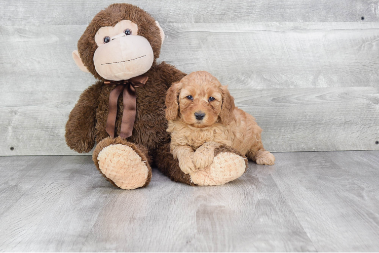 Little Golden Retriever Poodle Mix Puppy