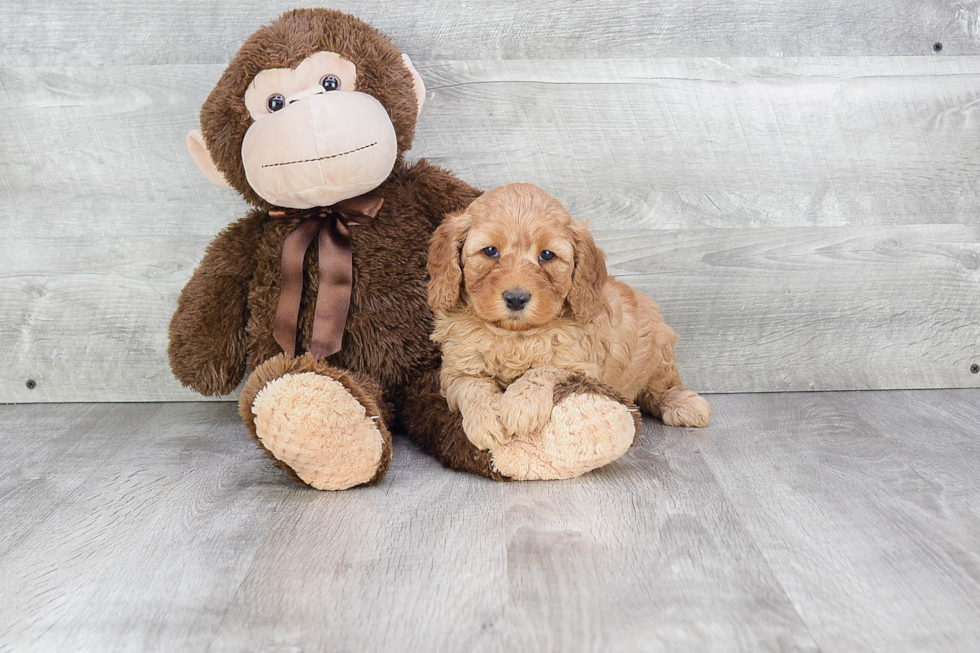 Little Golden Retriever Poodle Mix Puppy