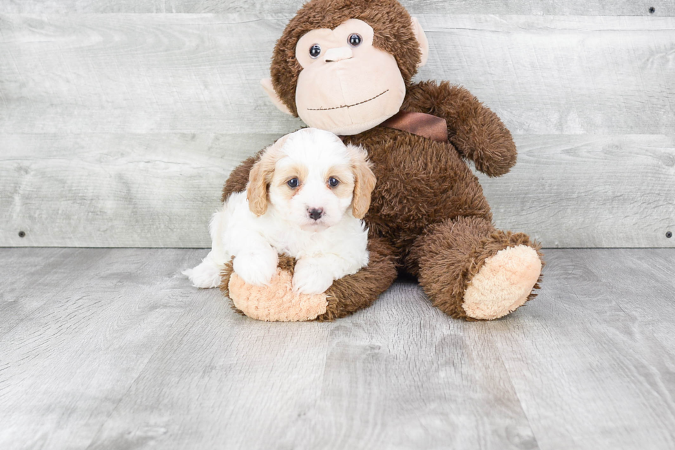 Best Cavapoo Baby