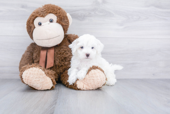 Popular Havanese Baby