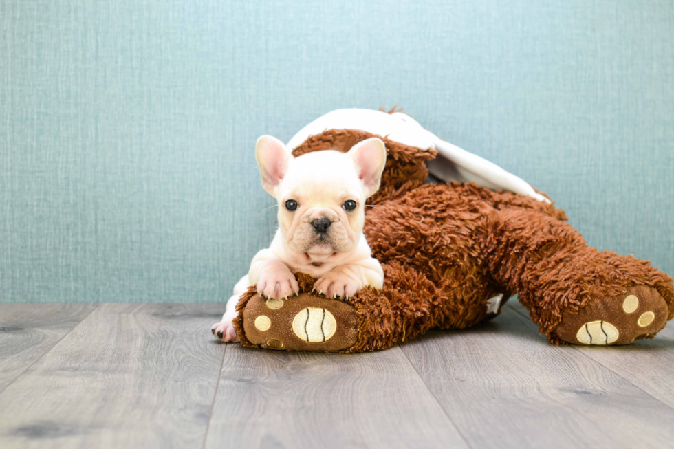 Best French Bulldog Baby