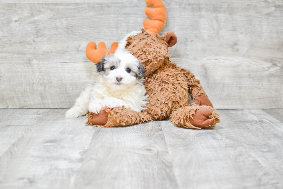 Sweet Havanese Purebred Puppy