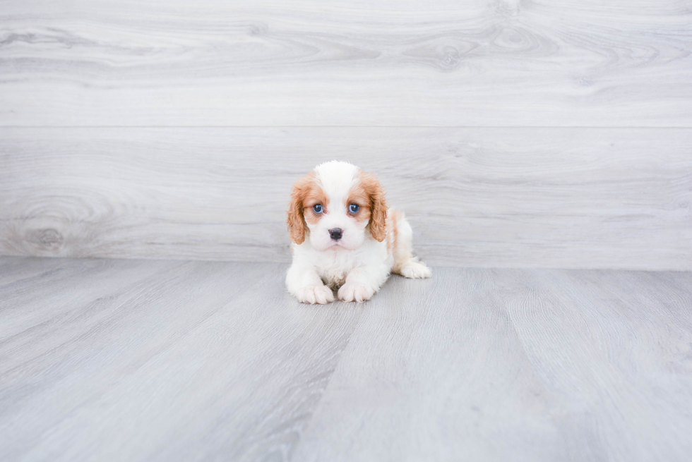 Smart Cavalier King Charles Spaniel Purebred Puppy